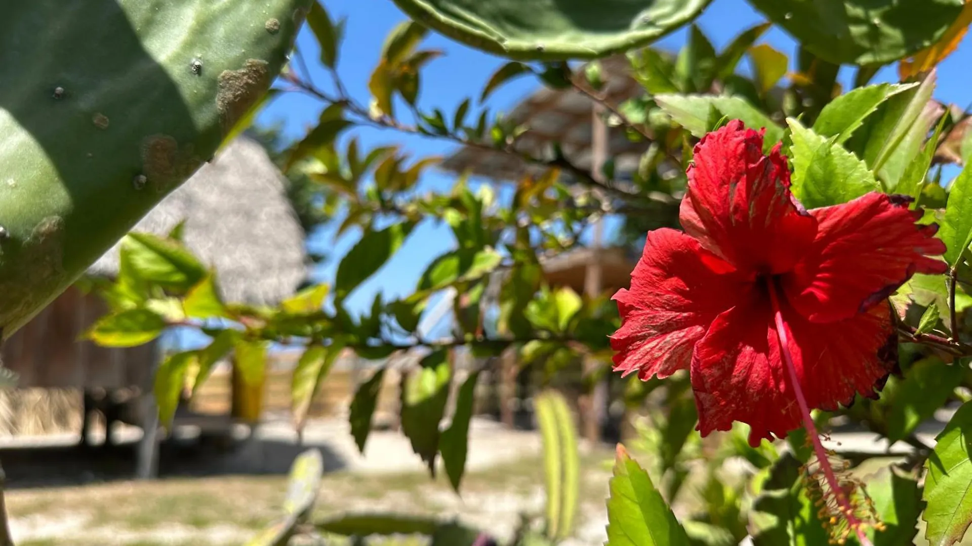 Buen Hombre Kite School With Accommodations La Costa de Buen Hombre Dominikana